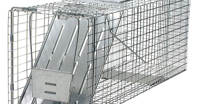 cage raton cage raton